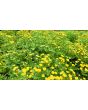 Chrysanthemum 'Golden Ball' Seeds (Certified Organic)