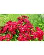 Sweet William 'Single Mixed Colors Pink and Red' Seeds (Certified Organic)