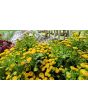 Chrysanthemum 'Golden Ball' Seeds (Certified Organic)
