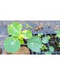 Nasturtium 'Alaska Mix' Seeds (Certified Organic)