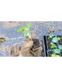 Nasturtium 'Alaska Mix' Seeds (Certified Organic)