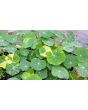 Nasturtium 'Alaska Mix' Seeds (Certified Organic)