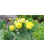 Hardy Prickly Pear Cactus Seeds (Certified Organic)
