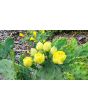 Hardy Prickly Pear Cactus Seeds (Certified Organic)