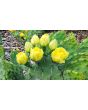 Hardy Prickly Pear Cactus Seeds (Certified Organic)