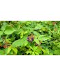 Black Raspberry Seeds (Certified Organic)