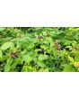 Black Raspberry Seeds (Certified Organic)