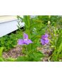 Monkey Flower Seeds (Certified Organic)