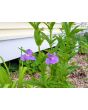 Monkey Flower Seeds (Certified Organic)