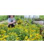 Chrysanthemum 'Golden Ball' Seeds (Certified Organic)