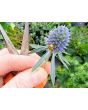 Sea Holly Seeds (Certified Organic)