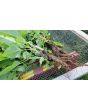 Burdock Seeds (Certified Organic)