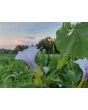 Datura AKA Devil’s Trumpet 'Le Fleur Lilac' Seeds (Certified Organic)
