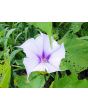 Datura AKA Devil’s Trumpet 'Le Fleur Lilac' Seeds (Certified Organic)