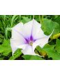 Datura AKA Devil’s Trumpet 'Le Fleur Lilac' Seeds (Certified Organic)