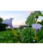 Datura AKA Devil’s Trumpet 'Le Fleur Lilac' Seeds (Certified Organic)