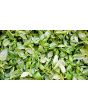 Basil 'Genovese' AKA 'Classico' 