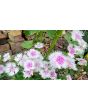 Sweet William 'Single Mixed Colors Pink and Red' Seeds (Certified Organic)