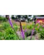 Purple Blazing Star AKA Liatris 