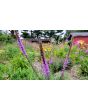 Purple Blazing Star AKA Liatris 