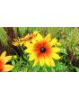 Black-Eyed Susan 'Autumn Colors' 