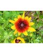 Black-Eyed Susan 'Autumn Colors' 
