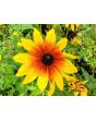 Black-Eyed Susan 'Autumn Colors' 