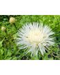 Basket Flower 'Aloha Blanca' Seeds (Certified Organic)