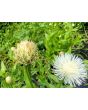 Basket Flower 'Aloha Blanca' Seeds (Certified Organic)