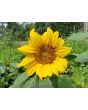 Sunflower 'Dwarf Sunny' Seeds (Certified Organic)