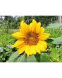 Sunflower 'Dwarf Sunny' Seeds (Certified Organic)