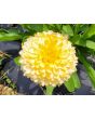 Calendula 'Red Splash Mix' Seeds (Certified Organic)