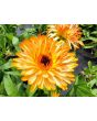 Calendula 'Red Splash Mix' Seeds (Certified Organic)