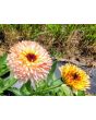 Calendula 'Red Splash Mix' Seeds (Certified Organic)