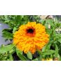 Calendula 'Red Splash Mix' Seeds (Certified Organic)