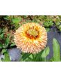 Calendula 'Red Splash Mix' Seeds (Certified Organic)