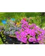 Globe Thistle Seeds (Certified Organic)