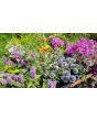 Globe Thistle Seeds (Certified Organic)
