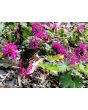 Bee Balm 'Purple Rooster' 