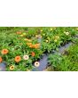 Calendula 'Red Splash Mix' Seeds (Certified Organic)