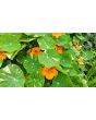 Nasturtium 'Alaska Mix' Seeds (Certified Organic)