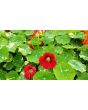 Nasturtium 'Alaska Mix' Seeds (Certified Organic)