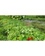 Nasturtium 'Alaska Mix' Seeds (Certified Organic)