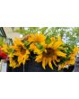 Sunflower 'Dwarf Sunny' Seeds (Certified Organic)