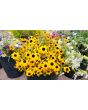 Brown-Eyed Susan