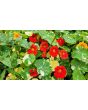 Nasturtium 'Alaska Mix' Seeds (Certified Organic)
