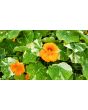 Nasturtium 'Alaska Mix' Seeds (Certified Organic)