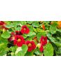 Nasturtium 'Alaska Mix' Seeds (Certified Organic)