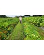 Nasturtium 'Alaska Mix' Seeds (Certified Organic)