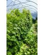 Cucumber 'Mouse Melon' or 'Mexican Sour Gherkin' Plant 